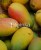 Filipinka MANGO (2).jpg