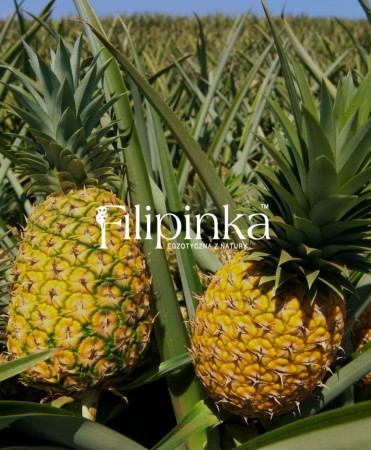 Filipinka ANANAS (5).jpg